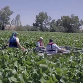 El camalote, "una especie invasora como el Covid-19" que afecta al río Guadiana y que ha requerido la intervención de la UME El camalote, "una especie invasora como el Covid-19" que afecta al río Guadiana y que ha requerido la intervención de la UME
