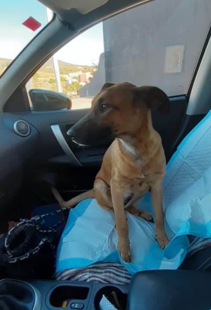 El renacer de una perra maltratada gracias a una enfermera El renacer de una perra maltratada gracias a una enfermera