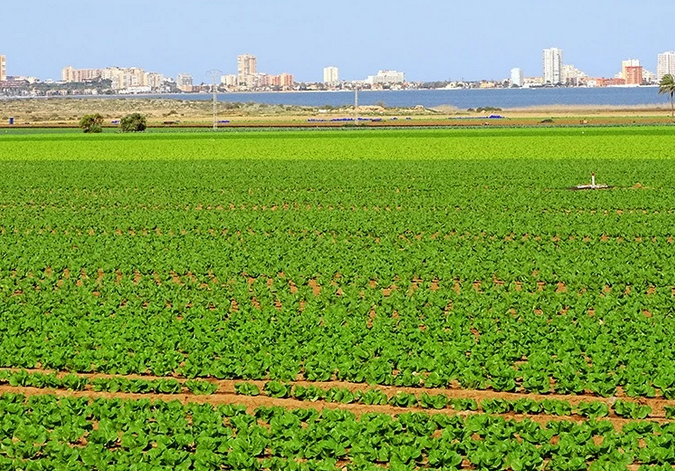 Los trabajadores del Campo irán a una huelga general Los trabajadores del Campo irán a una huelga general