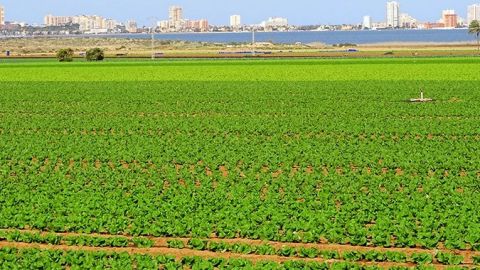 Campo de Cartagena