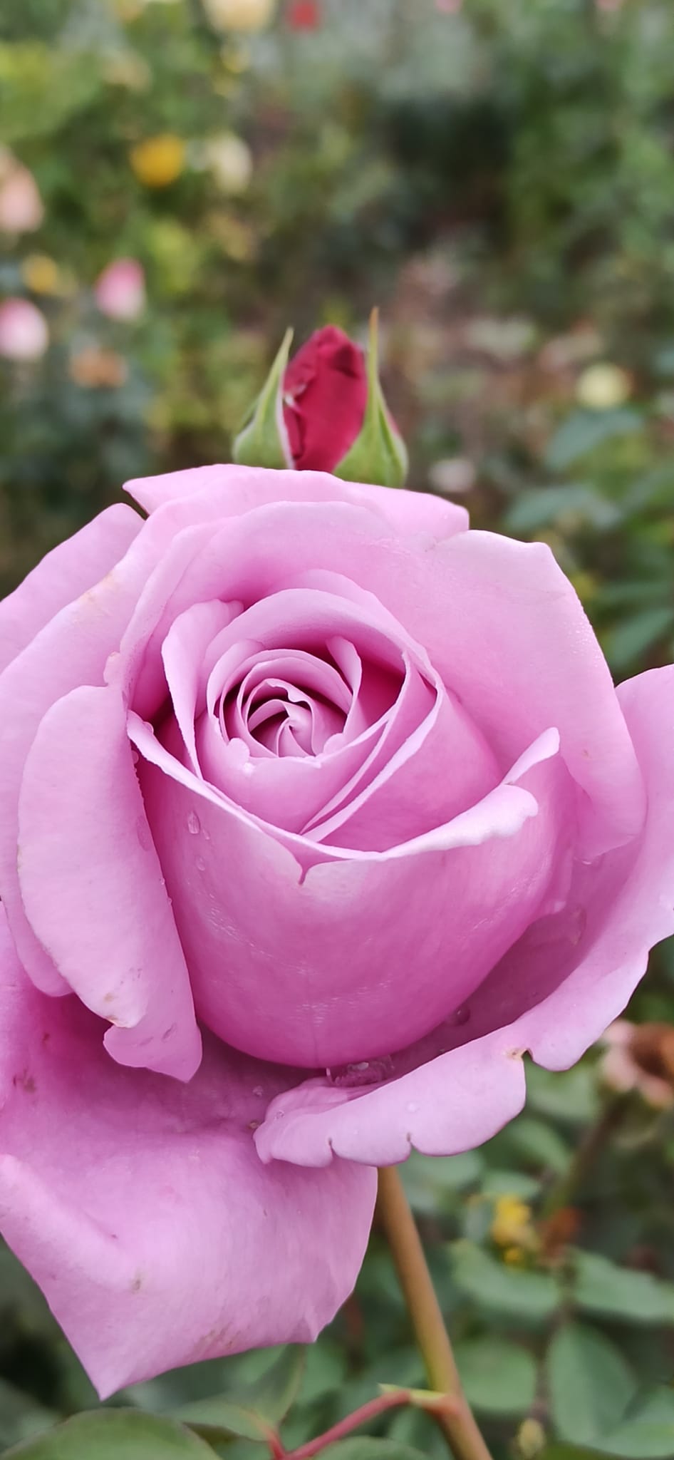 Rosas y rosales Rosas y rosales