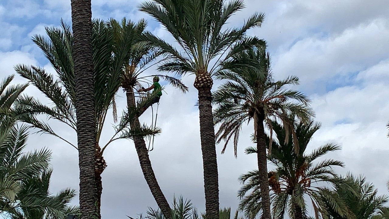 Elche inicia la poda de 10.000 palmeras en los huertos históricos declarados Patrimonio de la Humanidad Elche inicia la poda de 10.000 palmeras en los huertos históricos declarados Patrimonio de la Humanidad