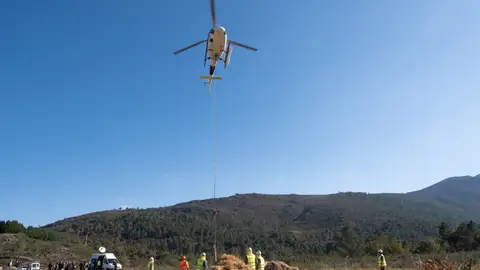 A Xunta leva a cabo traballos de rexeneración en máis de 200 hectáreas afectadas polos lumes Traballos de refosteración