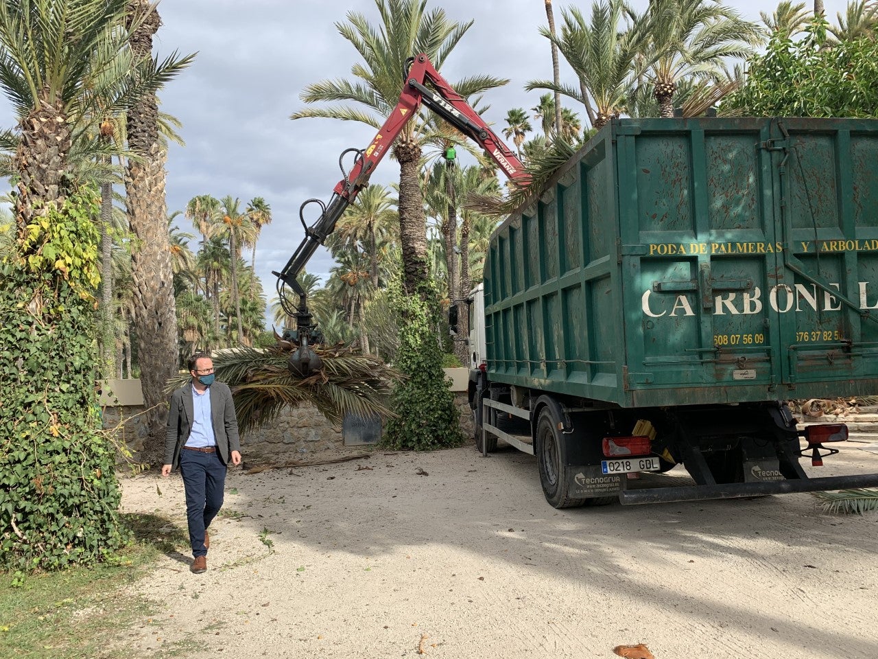 Volem Palmerar reclama al Ayuntamiento de Elche más medios humanos y técnicos para evitar el deterioro de este Patrimonio de la Humanidad Volem Palmerar reclama al Ayuntamiento de Elche más medios humanos y técnicos para evitar el deterioro de este Patrimonio de la Humanidad
