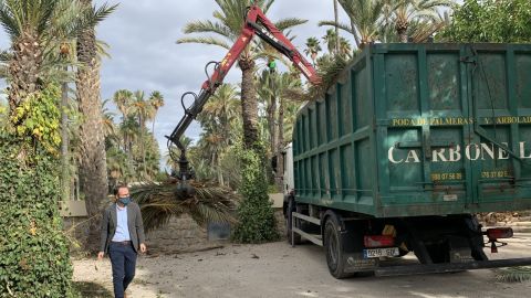 Labores de poda en el Palmeral de Elche.