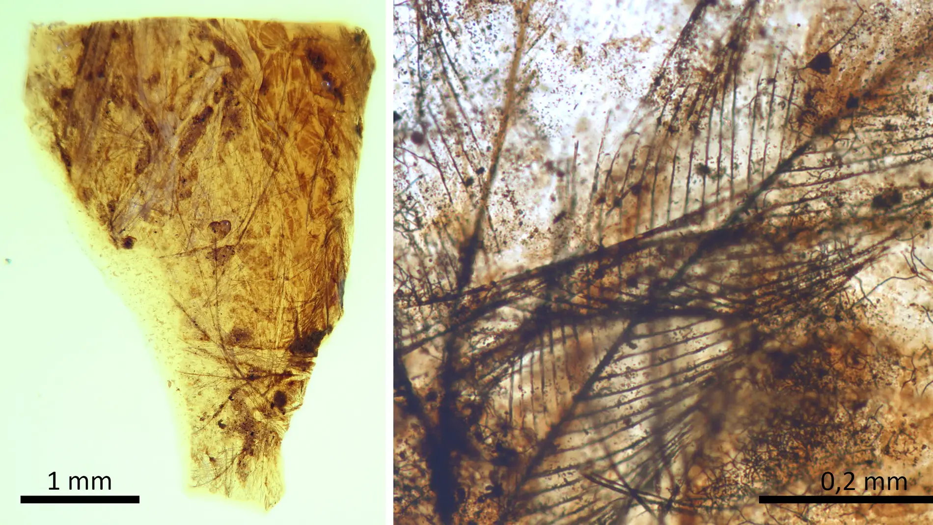 Pieza de ámbar del yacimiento turolense de San Just con restos de plumas de dinosaurio
