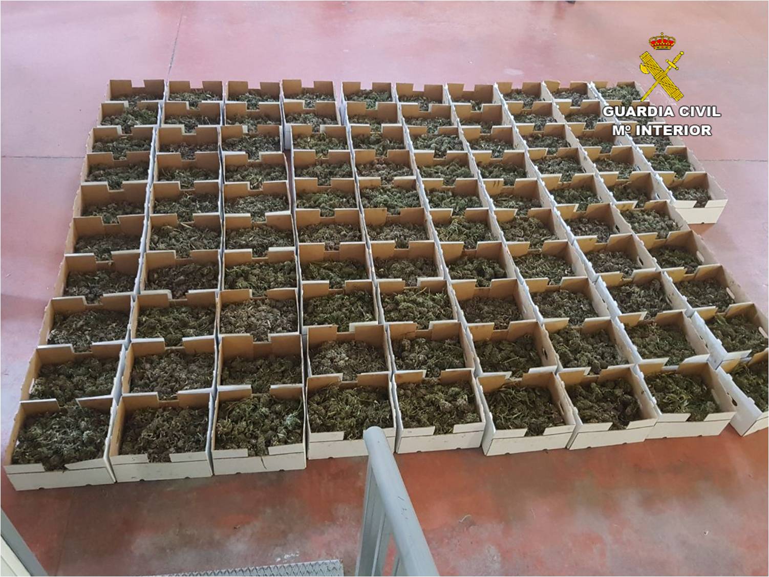 La Guardia Civil desmantela en San Vicente una producción de marihuana que fingía vender cáñamo de forma legal La Guardia Civil desmantela en San Vicente una producción de marihuana que fingía vender cáñamo de forma legal