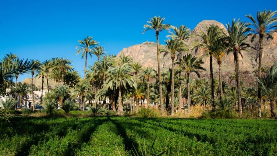 Palmeral