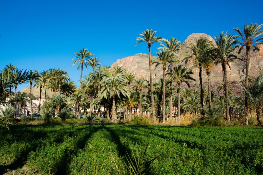 Orihuela refuerza la conservación del Palmeral con un contrato integral que supera los 2,8 millones de euros Orihuela refuerza la conservación del Palmeral con un contrato integral que supera los 2,8 millones de euros