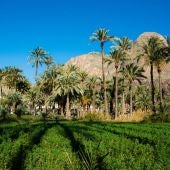 El Palmeral de Orihuela objetivo de un ambicioso plan para su recuperación y puesta en valor
