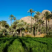 El Palmeral de Orihuela objetivo de un ambicioso plan para su recuperación y puesta en valor El Palmeral de Orihuela objetivo de un ambicioso plan para su recuperación y puesta en valor