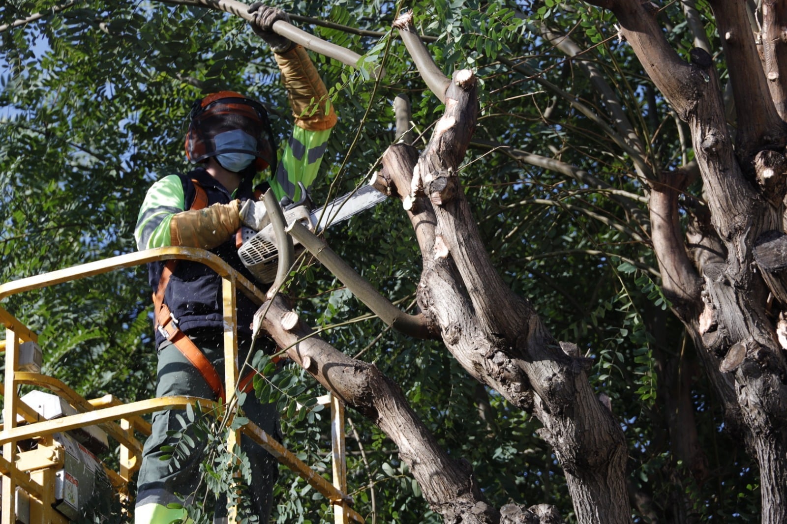 Parques y Jardines inicia la campaña de poda del arbolado de la ciudad Parques y Jardines inicia la campaña de poda del arbolado de la ciudad