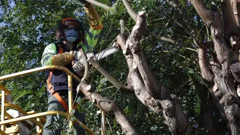 Parques y Jardines inicia la campaña de poda del arbolado de la ciudad Parques y Jardines inicia la campaña de poda del arbolado de la ciudad
