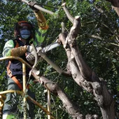 Parques y Jardines inicia la campaña de poda del arbolado de la ciudad Parques y Jardines inicia la campaña de poda del arbolado de la ciudad