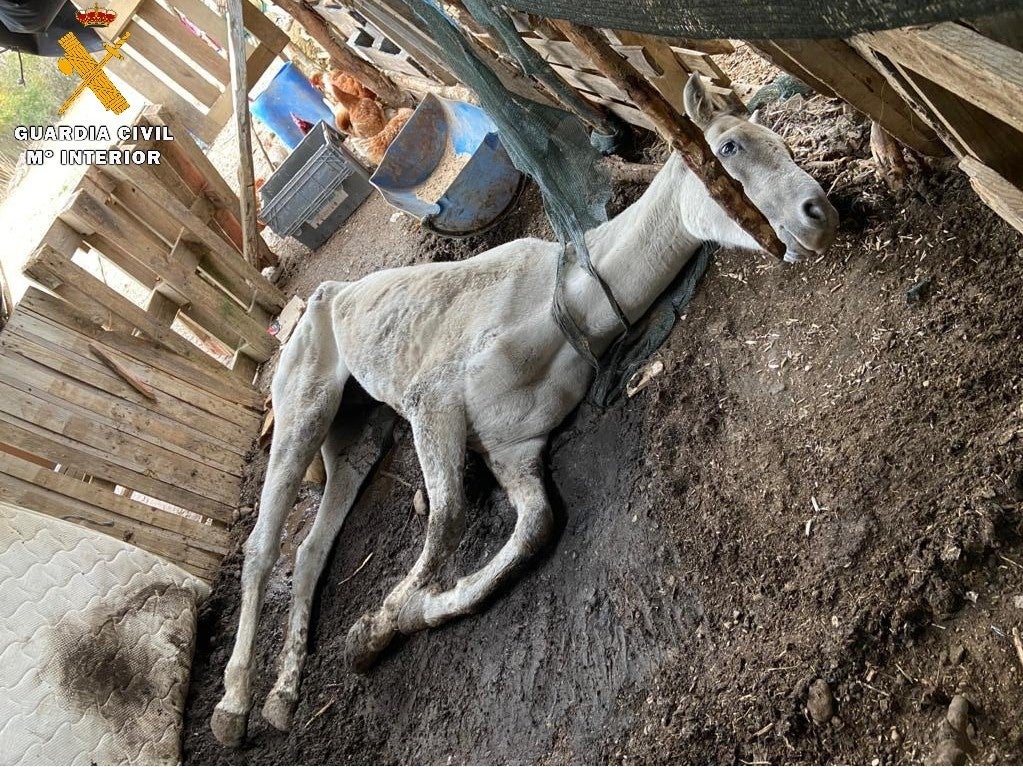 La Guardia Civil investiga a una persona por un supuesto delito de maltrato animal La Guardia Civil investiga a una persona por un supuesto delito de maltrato animal
