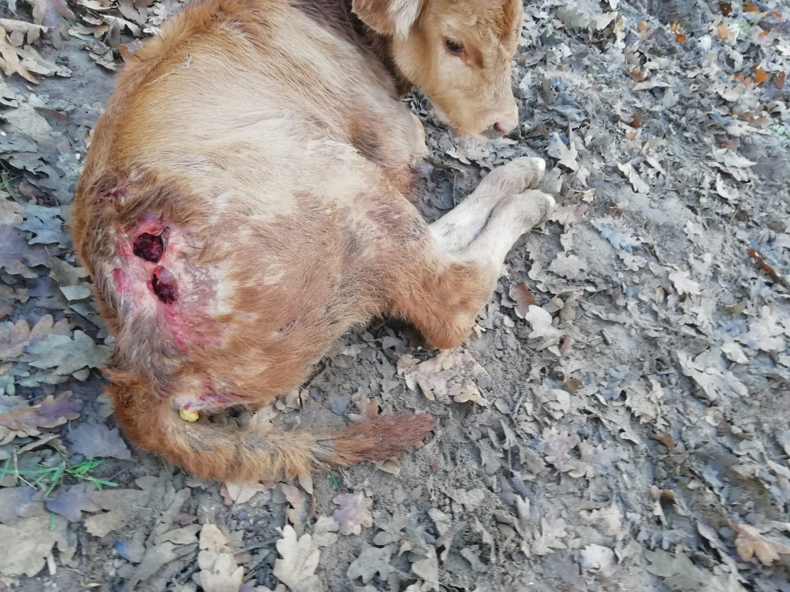 ASAJA Palencia denuncia un ataque de buitres en Berzosilla que se salda con un ternero muerto ASAJA Palencia denuncia un ataque de buitres en Berzosilla que se salda con un ternero muerto