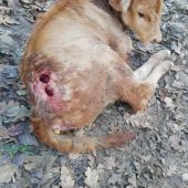 ASAJA Palencia denuncia un ataque de buitres en Berzosilla que se salda con un ternero muerto