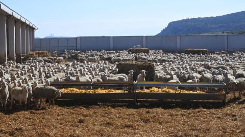 Ganader&iacute;a en Castilla la Mancha