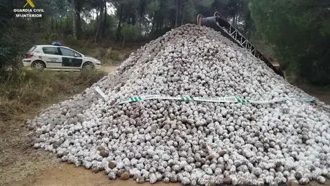 Piñas intervenidas Piñas intervenidas