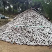 Piñas intervenidas Piñas intervenidas