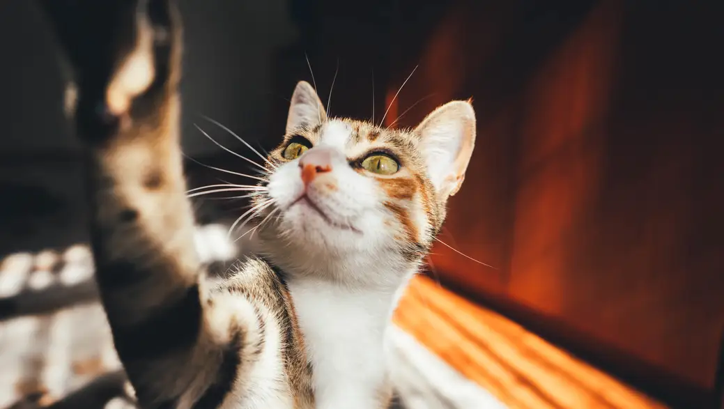 Los gatos no comparten un 'idioma' común, su maullido es único Los gatos no comparten un 'idioma' común, su maullido es único