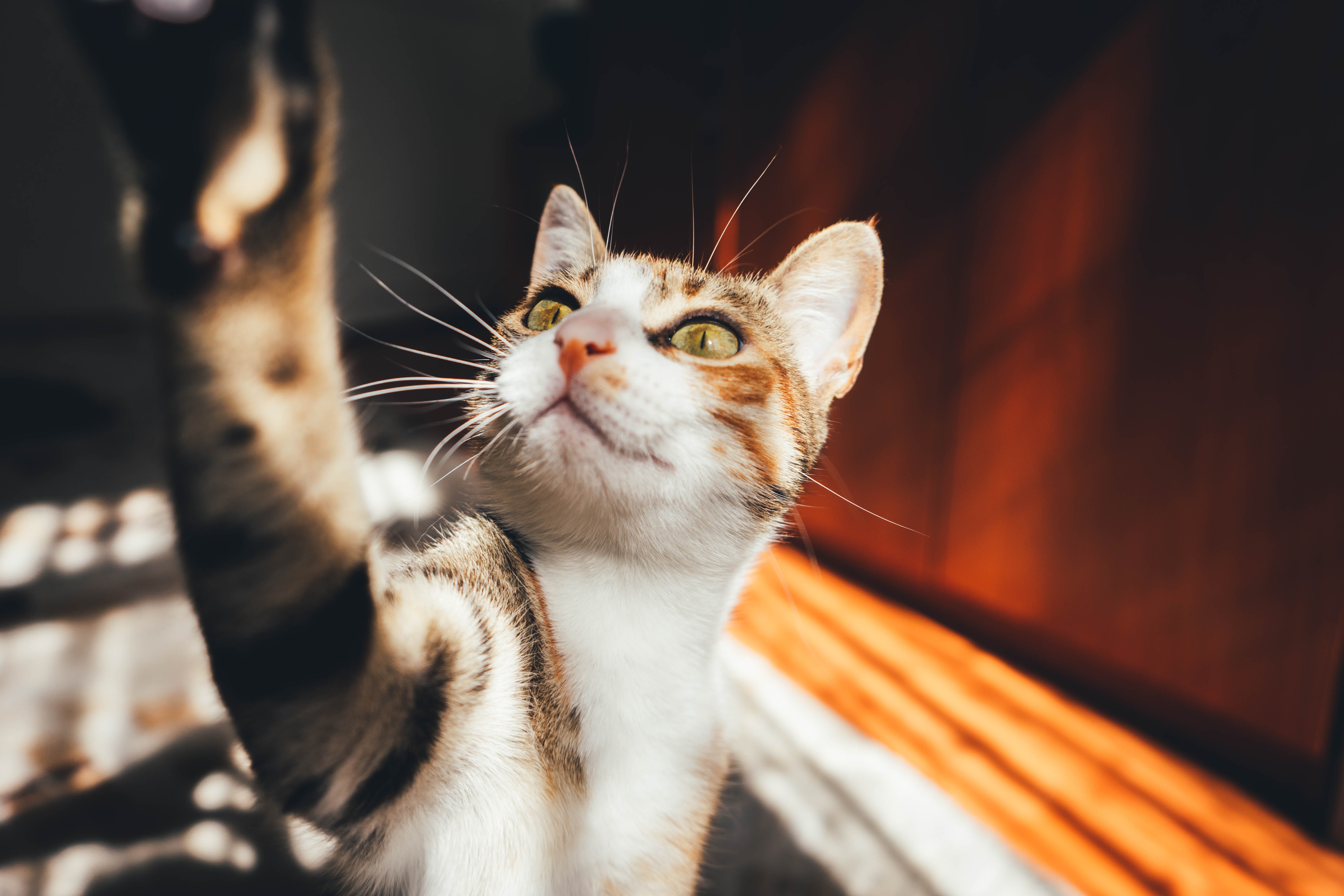 El vistazo: Un gato "dj" organiza una fiesta y acaba siendo denunciado por sus vecinos El vistazo: Un gato "dj" organiza una fiesta y acaba siendo denunciado por sus vecinos