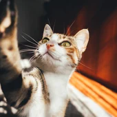 Los gatos no comparten un 'idioma' común, su maullido es único Los gatos no comparten un 'idioma' común, su maullido es único