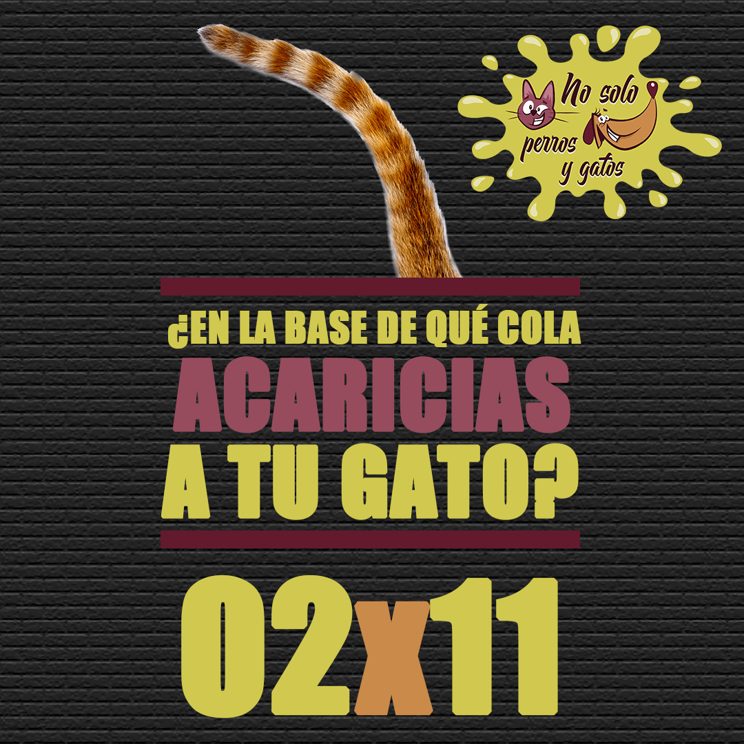 No Solo Perros y Gatos T02P11 | ¿En La Base de Qué Cola Acaricias a Tu Gato? No Solo Perros y Gatos T02P11 | ¿En La Base de Qué Cola Acaricias a Tu Gato?
