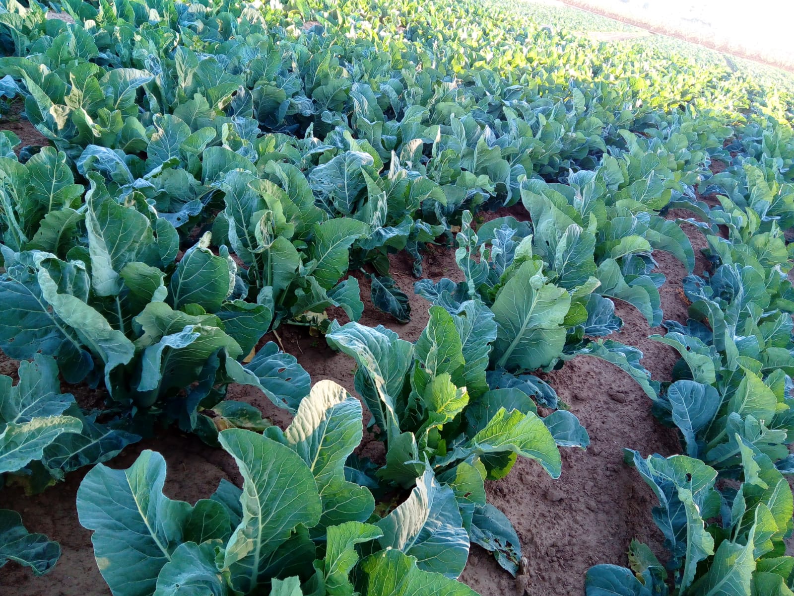 El Camp d’Elx recibe con los brazos abiertos el frío invernal que esperaba sobre todo la granada mollar El Camp d’Elx recibe con los brazos abiertos el frío invernal que esperaba sobre todo la granada mollar