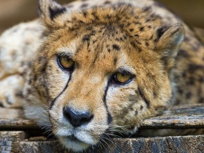 El animal terrestre más rápido del mundo, que ahora está librando una carrera contra su propia extinción. El animal terrestre más rápido del mundo, que ahora está librando una carrera contra su propia extinción.