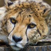 El animal terrestre más rápido del mundo, que ahora está librando una carrera contra su propia extinción. 