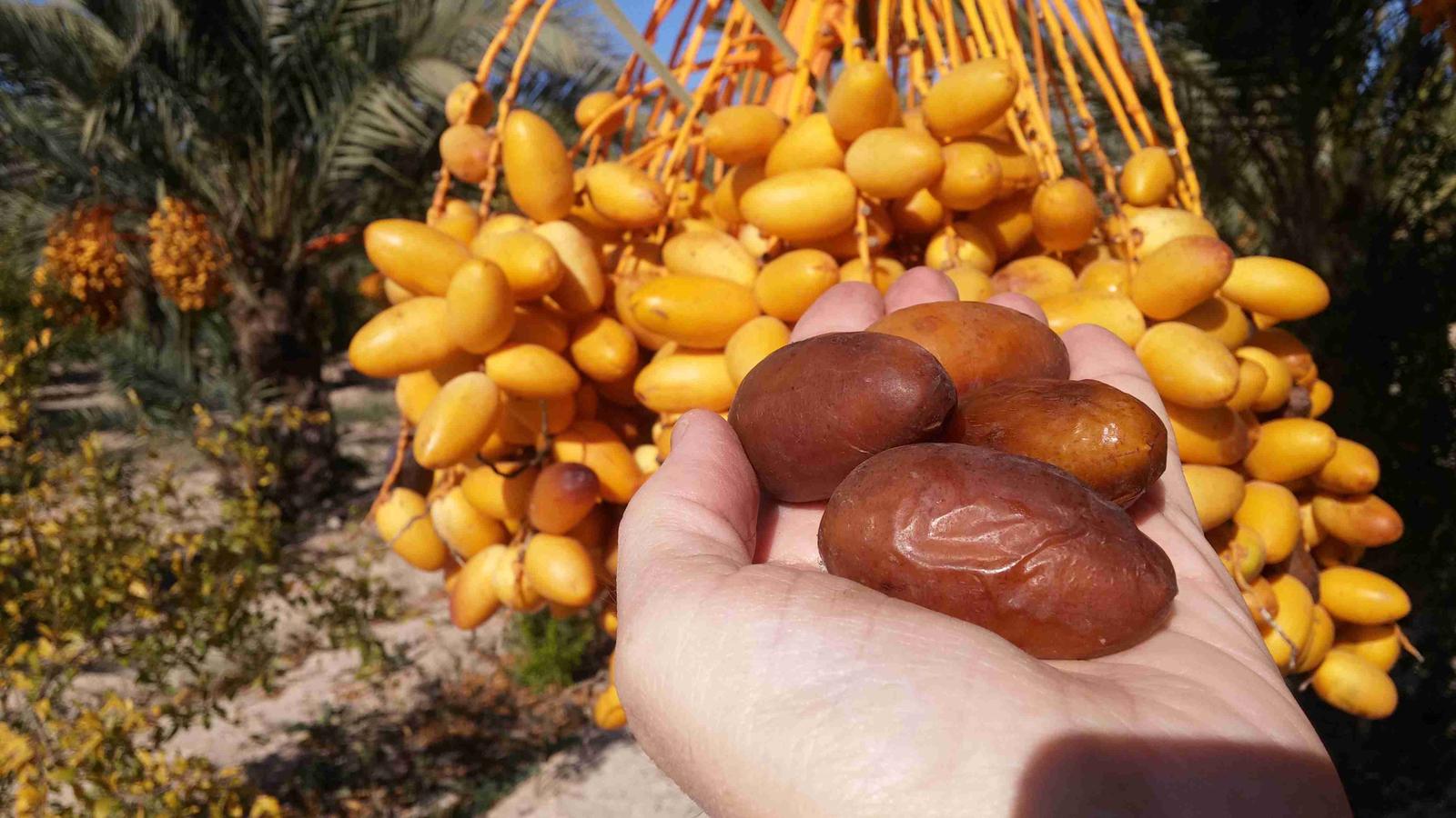 Dinamarca se une a Bélgica y Holanda como compradores de dátiles de Elche Dinamarca se une a Bélgica y Holanda como compradores de dátiles de Elche