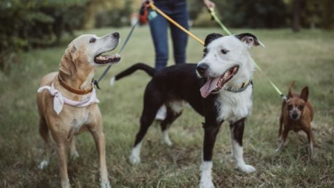 Desde ahora tus mascotas tambi&eacute;n tendr&aacute;n DNI