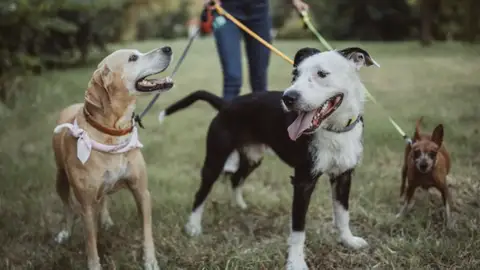 Desde ahora tus mascotas también tendrán DNI Desde ahora tus mascotas también tendrán DNI