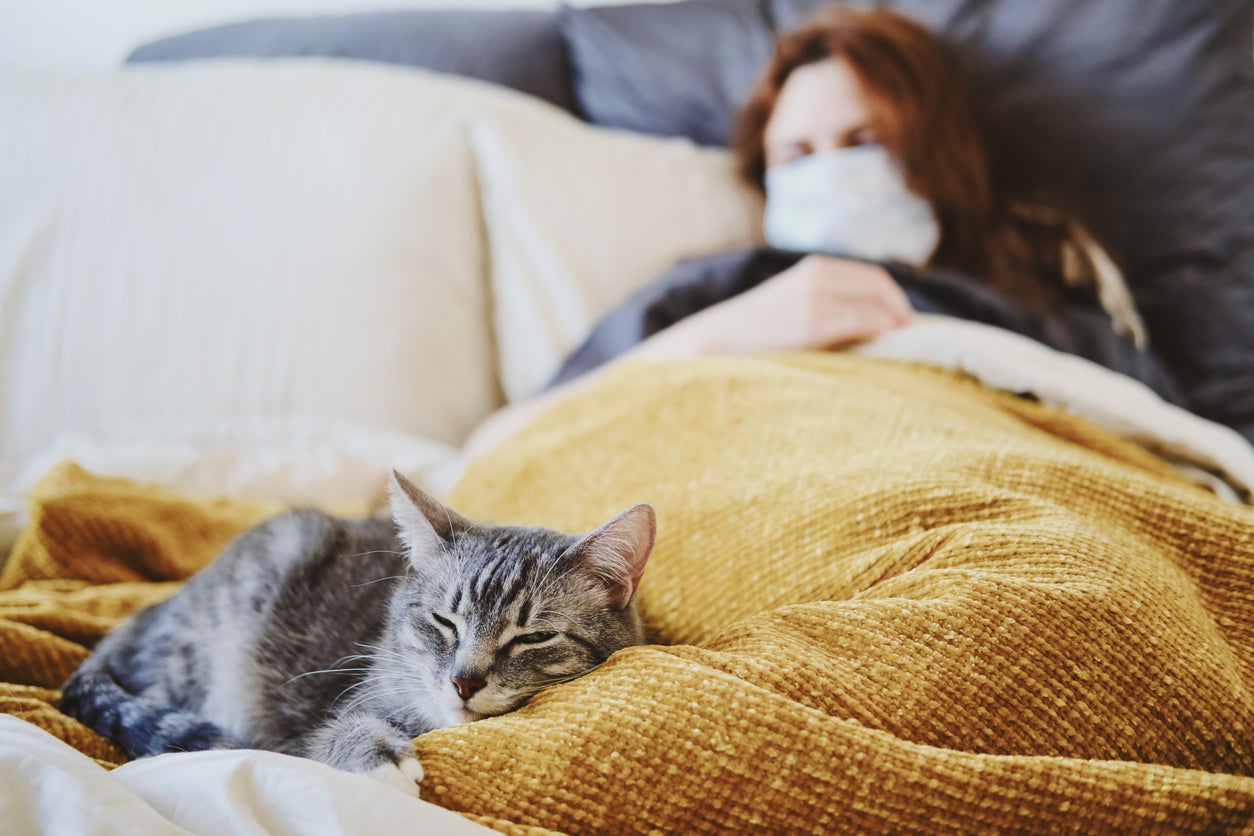 ¿Cómo puedo evitar los maullidos de mi gata durante el celo? ¿Cómo puedo evitar los maullidos de mi gata durante el celo?