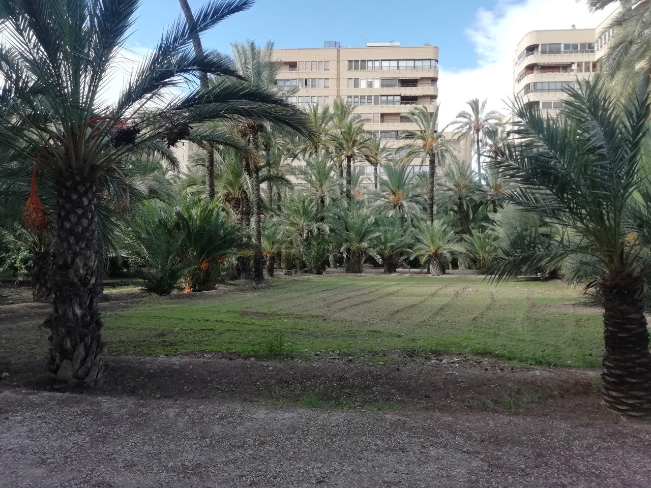 Las nubes de este viernes dejarán paso al sol durante el fin de semana en Elche, Crevillent y Santa Pola Las nubes de este viernes dejarán paso al sol durante el fin de semana en Elche, Crevillent y Santa Pola
