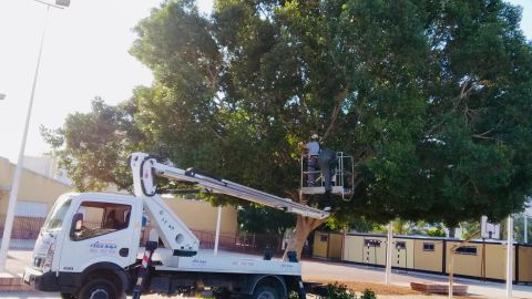 Trabajos de poda en el &aacute;rbol de un colegio de Elche.