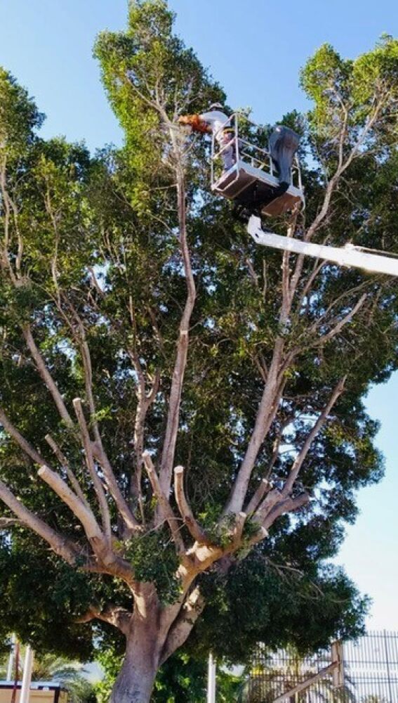 Trabajos de mantenimiento en un árbol plantado en el patio de un colegio en Elche.