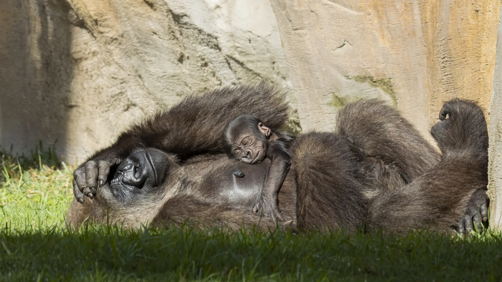 BIOPARC Fuengirola busca nombre para el pequeño gorila nacido el 7 de noviembre