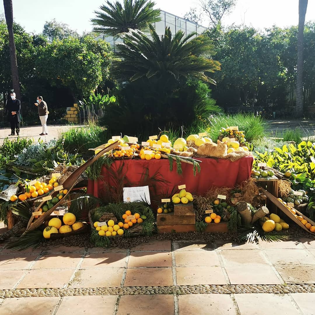 Los cítricos del Real Jardín Botánico Los cítricos del Real Jardín Botánico