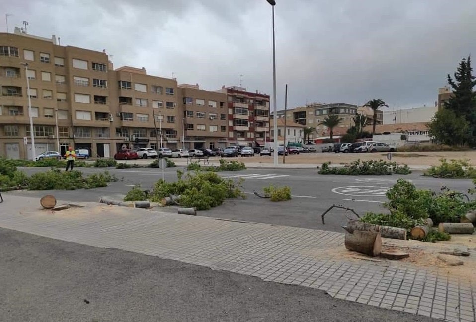 Elige Torrellano exige responsabilidades ante la tala desmesurada de árboles en la pedanía Elige Torrellano exige responsabilidades ante la tala desmesurada de árboles en la pedanía
