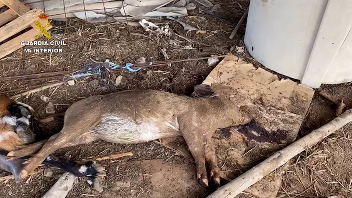 "Los animales estaban en manos de un tipo que ya tenía antecedentes" "Los animales estaban en manos de un tipo que ya tenía antecedentes"