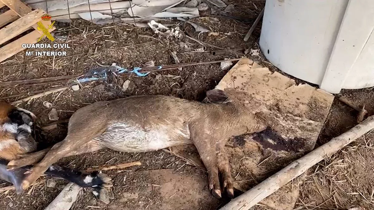241 animales incautados en una ganader&iacute;a de Gran Canaria