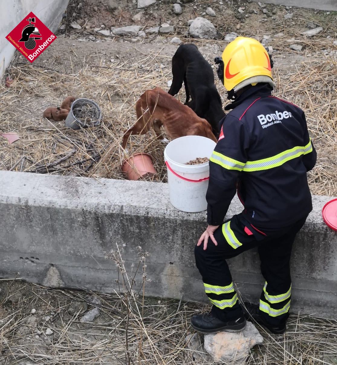 Bomberos del Consorcio rescatan a seis perros que habían caído por un terraplén Bomberos del Consorcio rescatan a seis perros que habían caído por un terraplén