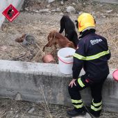 Los bomberos dan comida a los perros rescatados