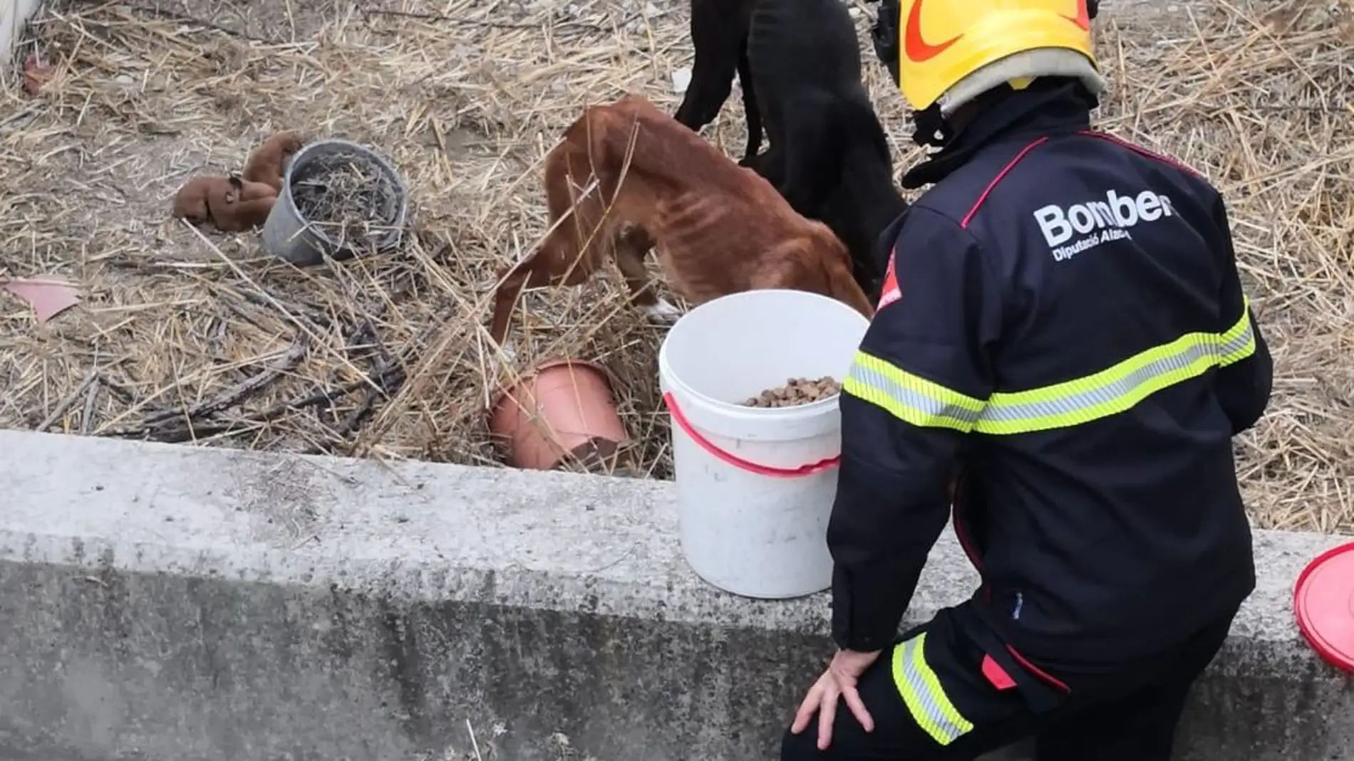 Los bomberos dan comida a los perros rescatados