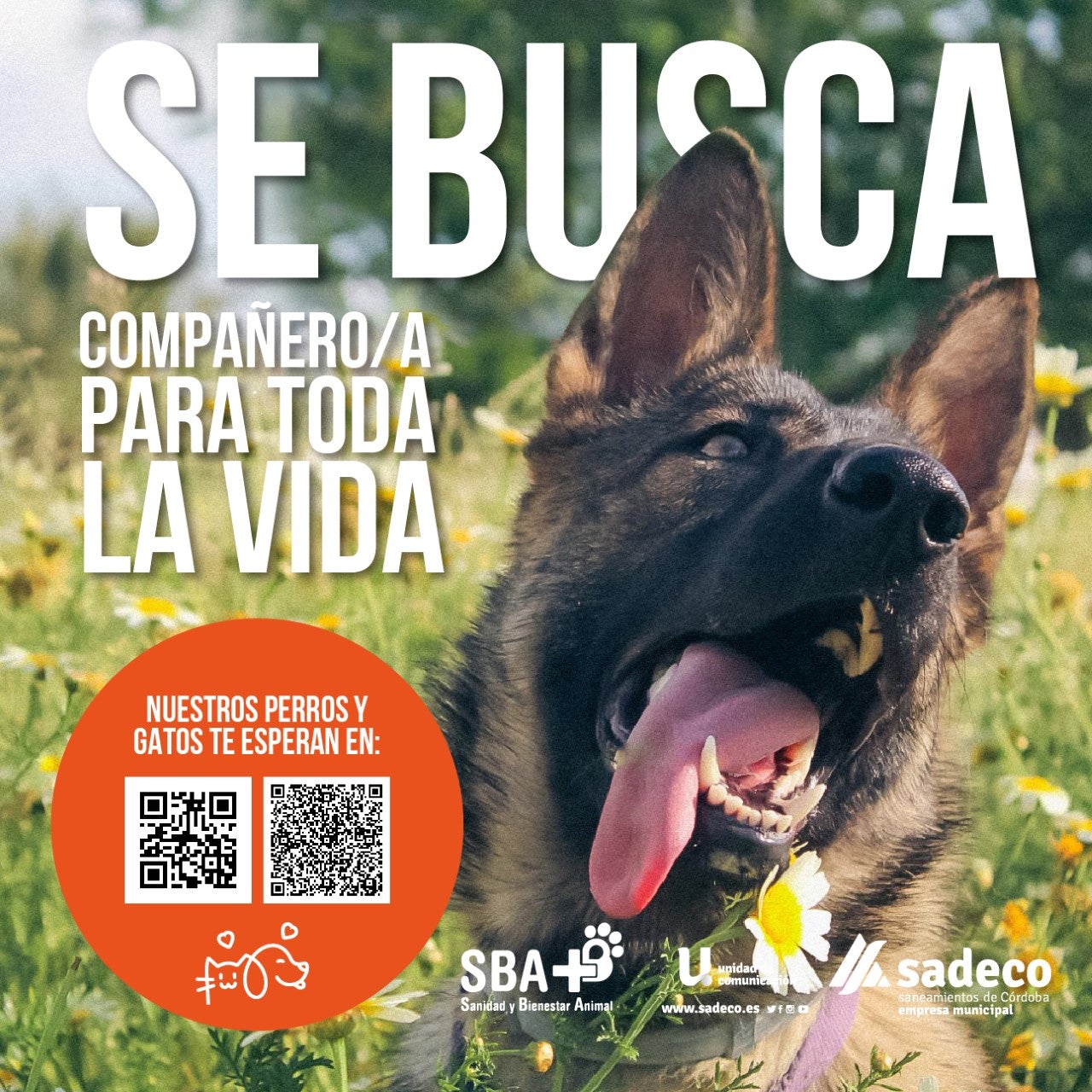Nueva campaña de Sadeco para aumentar el número de voluntarios para atender a perros y gatos Nueva campaña de Sadeco para aumentar el número de voluntarios para atender a perros y gatos