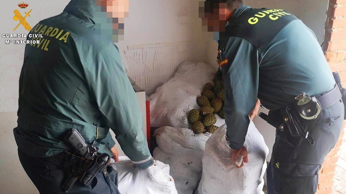 La Guardia Civil detiene a tres personas por robar piñas La Guardia Civil detiene a tres personas por robar piñas