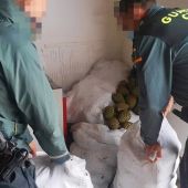 La Guardia Civil detiene a tres personas por robar piñas