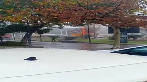 Una máquina barredora de LIPASSAM sale ardiendo en una céntrica avenida de la capital Una máquina barredora de LIPASSAM sale ardiendo en una céntrica avenida de la capital